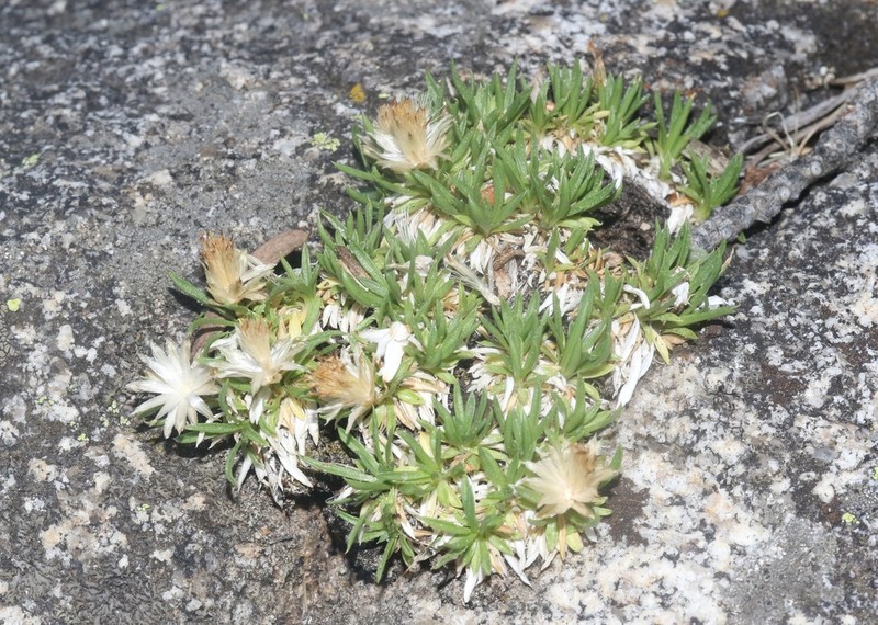 Stenotus pulvinatus photo 2