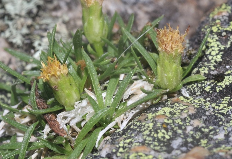 Stenotus pulvinatus photo 4