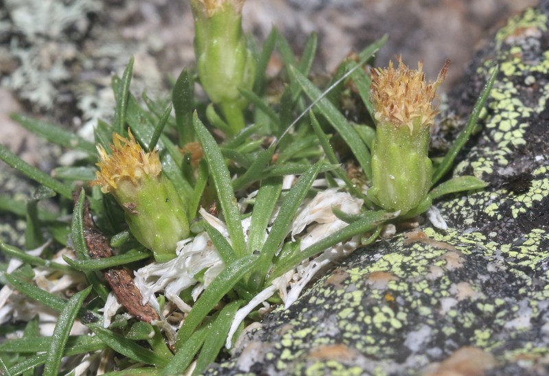 Stenotus pulvinatus photo 6