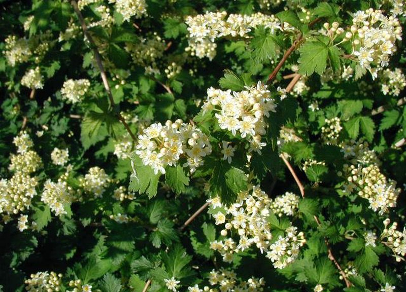 Laceshrub photo 4