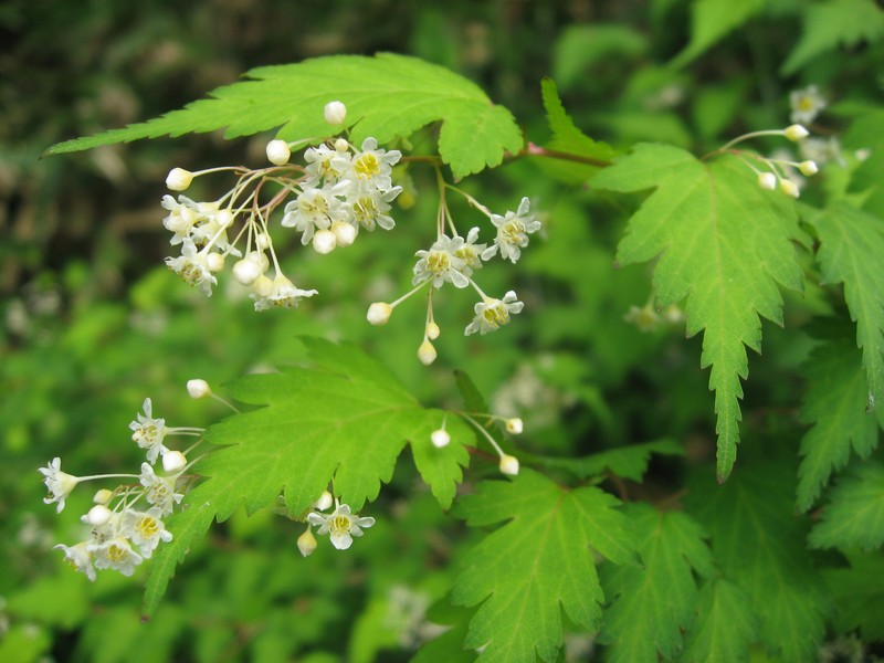 Laceshrub photo 3