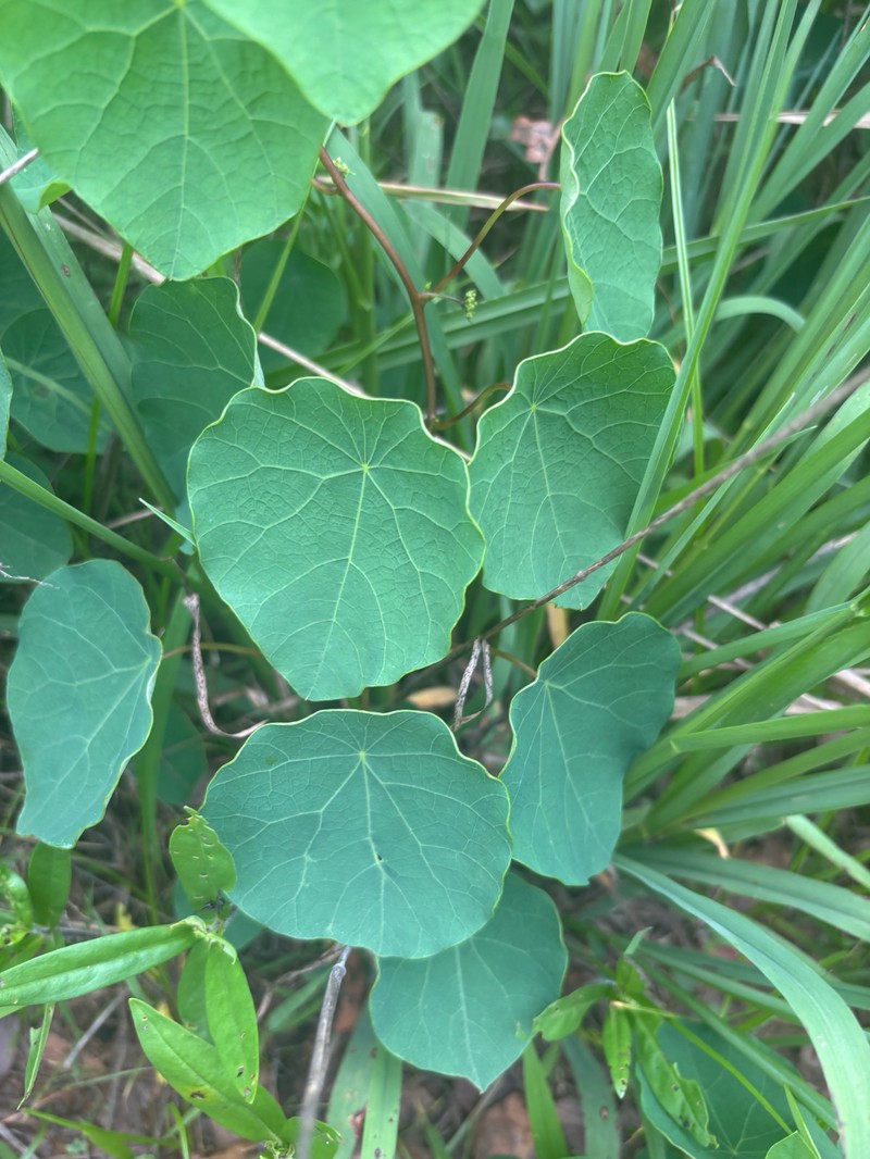 Stephania abyssinica var. abyssinica