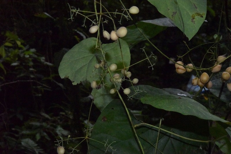 Stephania abyssinica var. abyssinica photo 3
