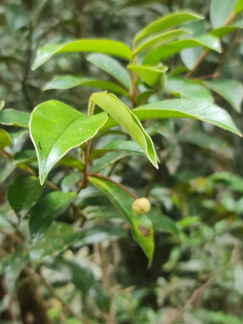 Stephanodaphne pilosa