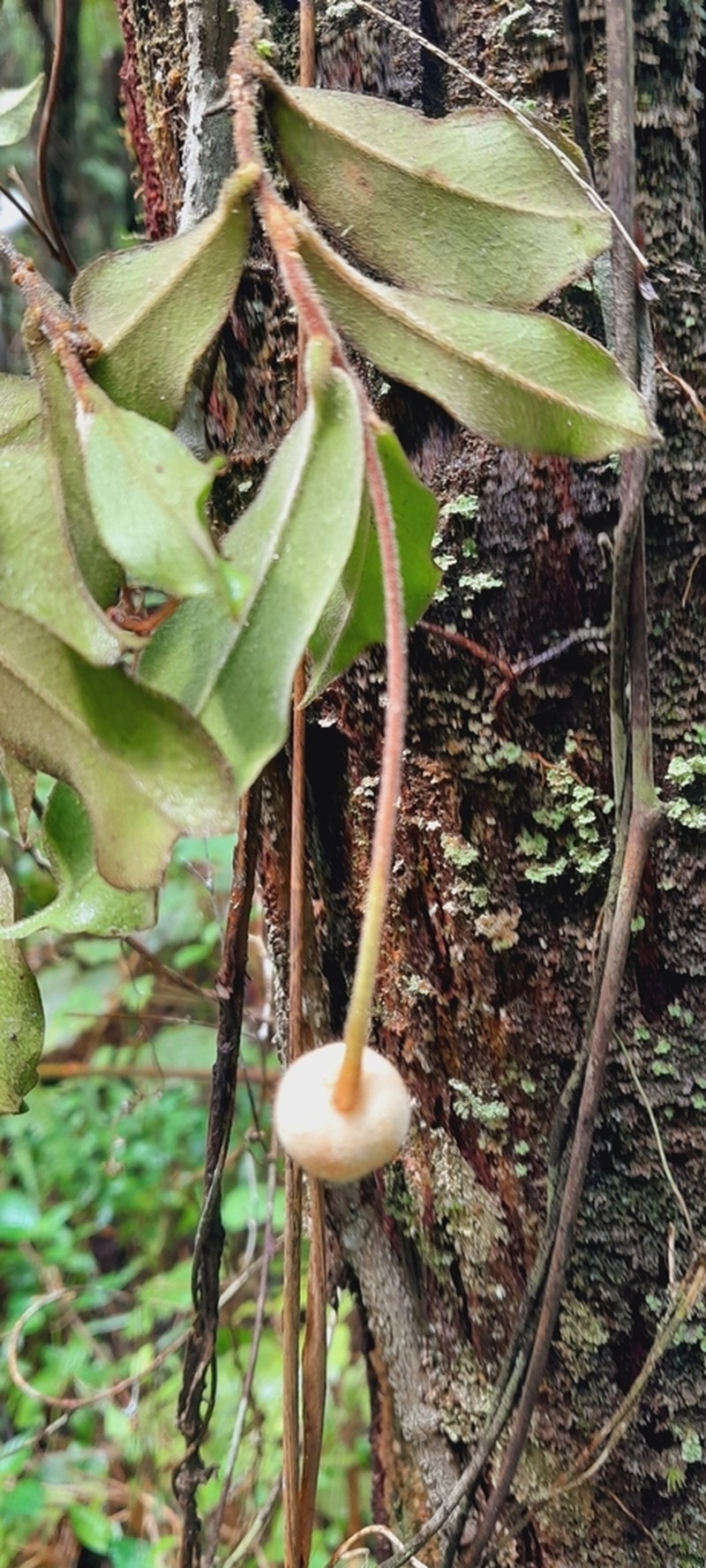Stephanodaphne pilosa photo 3