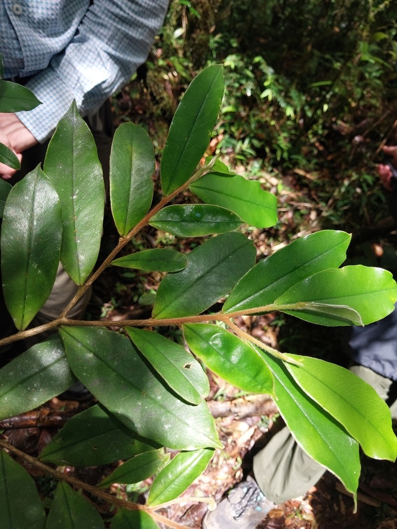 Stephanodaphne pilosa photo 4