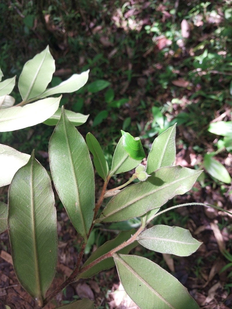 Stephanodaphne pilosa photo 5