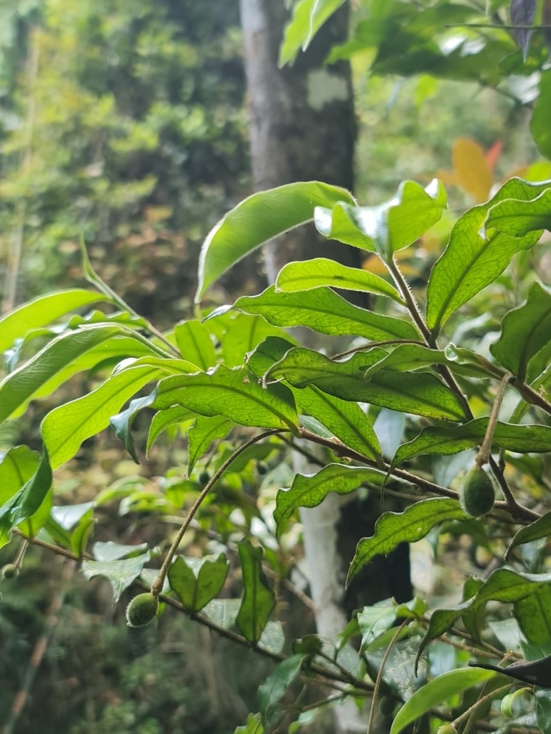 Stephanodaphne pilosa photo 7