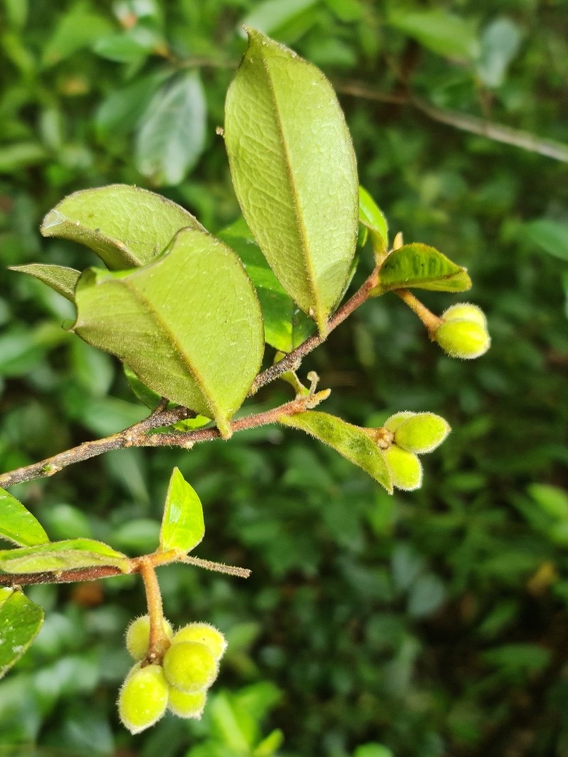 Stephanodaphne pilosa photo 8
