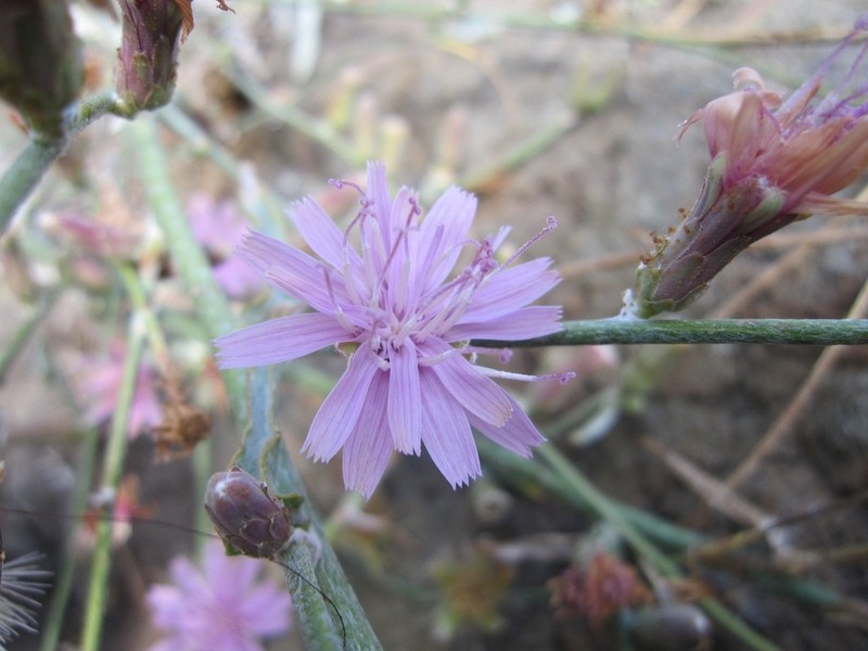 Chicoryleaf Wirelettuce photo 3