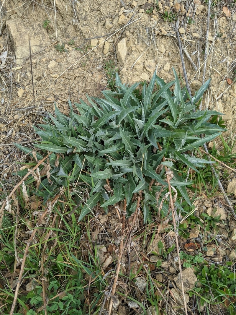 Chicoryleaf Wirelettuce photo 4