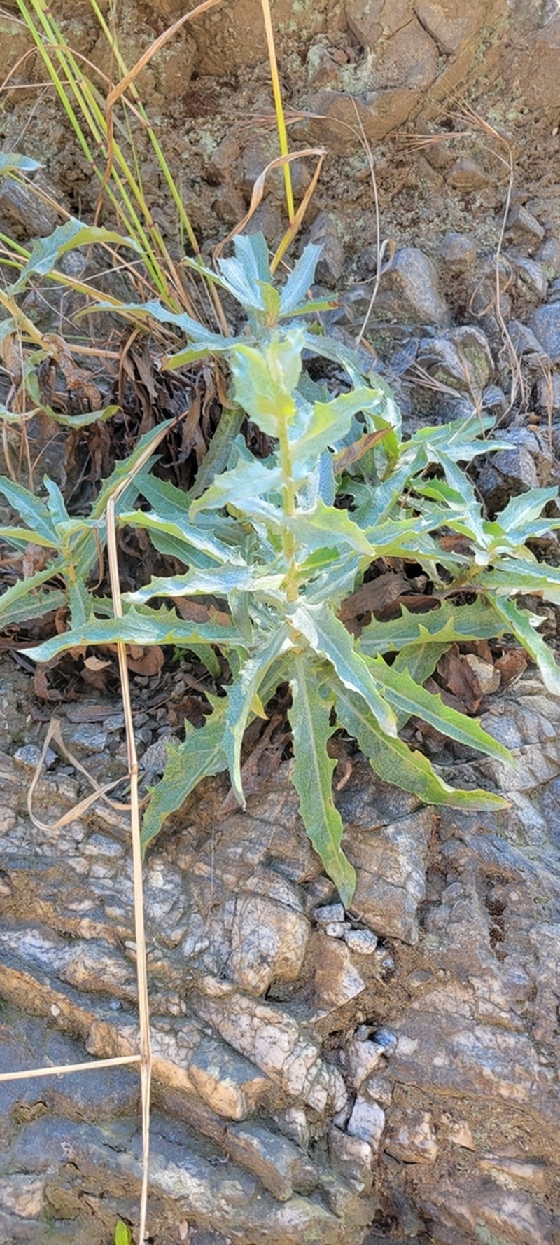 Chicoryleaf Wirelettuce photo 5