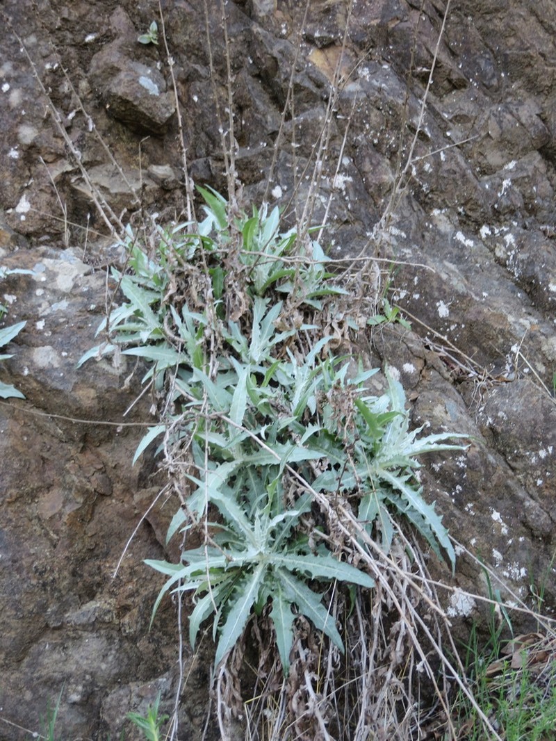 Chicoryleaf Wirelettuce photo 6