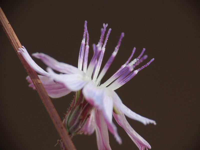 San Diego Wirelettuce photo 3