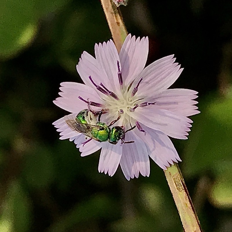 San Diego Wirelettuce photo 5