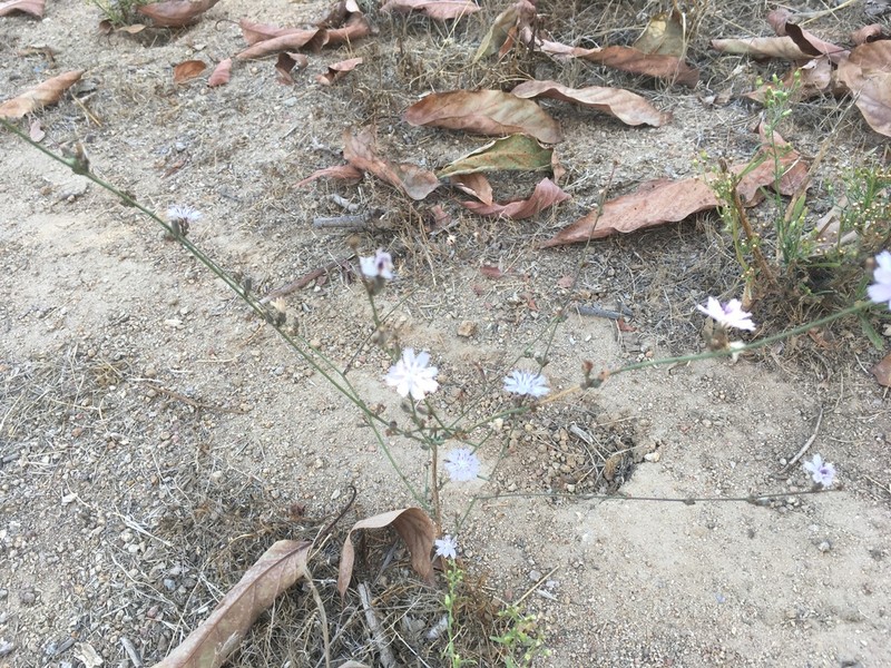 San Diego Wirelettuce photo 7