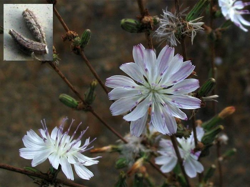 San Diego Wirelettuce