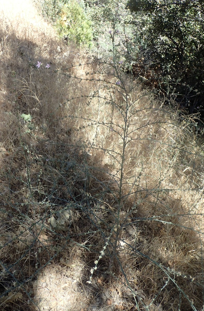 Small Wirelettuce photo 4