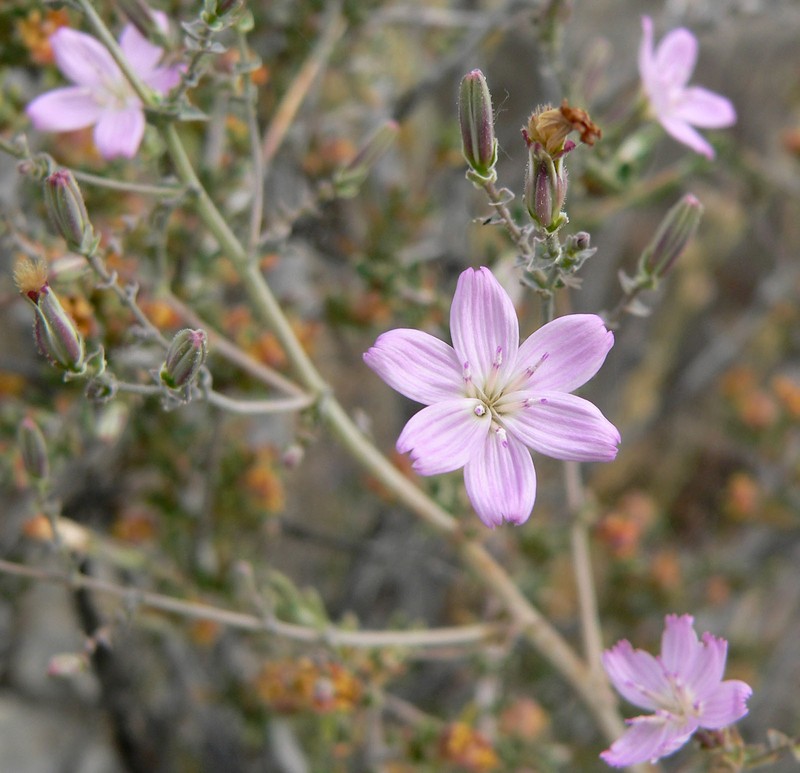 Small Wirelettuce photo 2