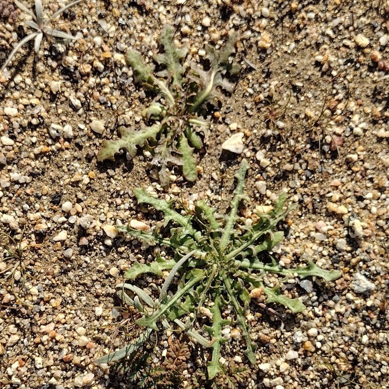 Small Wirelettuce photo 4