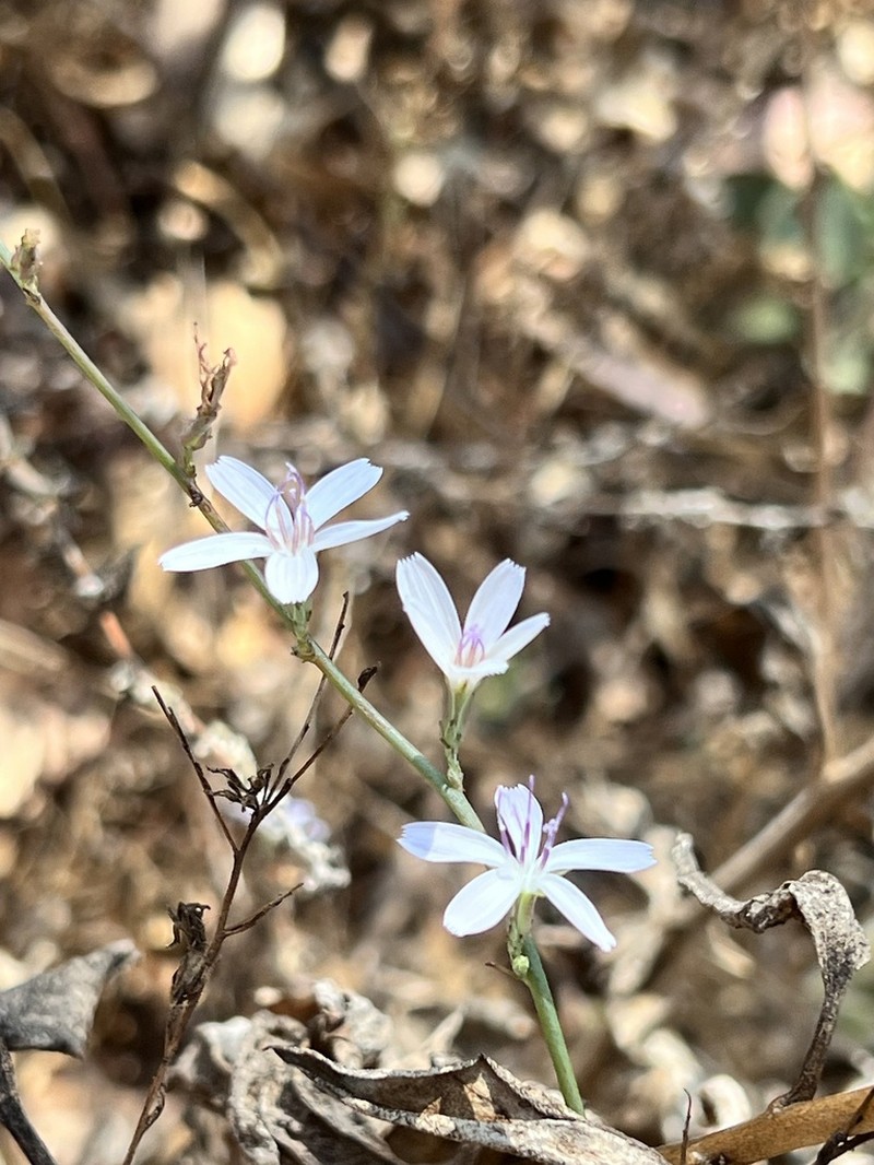 Small Wirelettuce photo 5