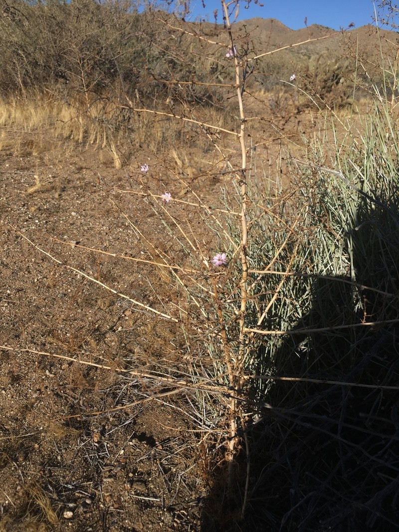 Small Wirelettuce photo 6