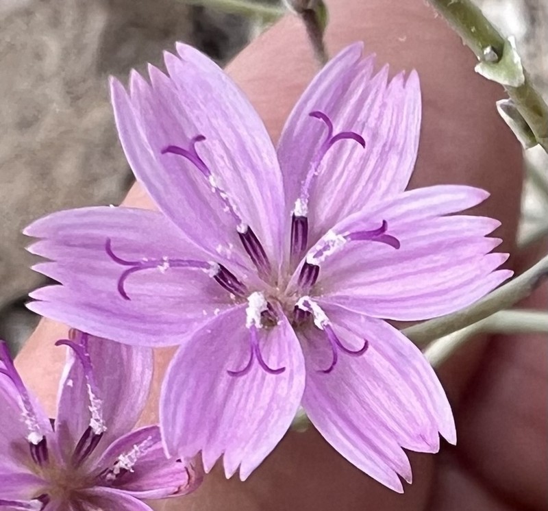 Small Wirelettuce photo 7
