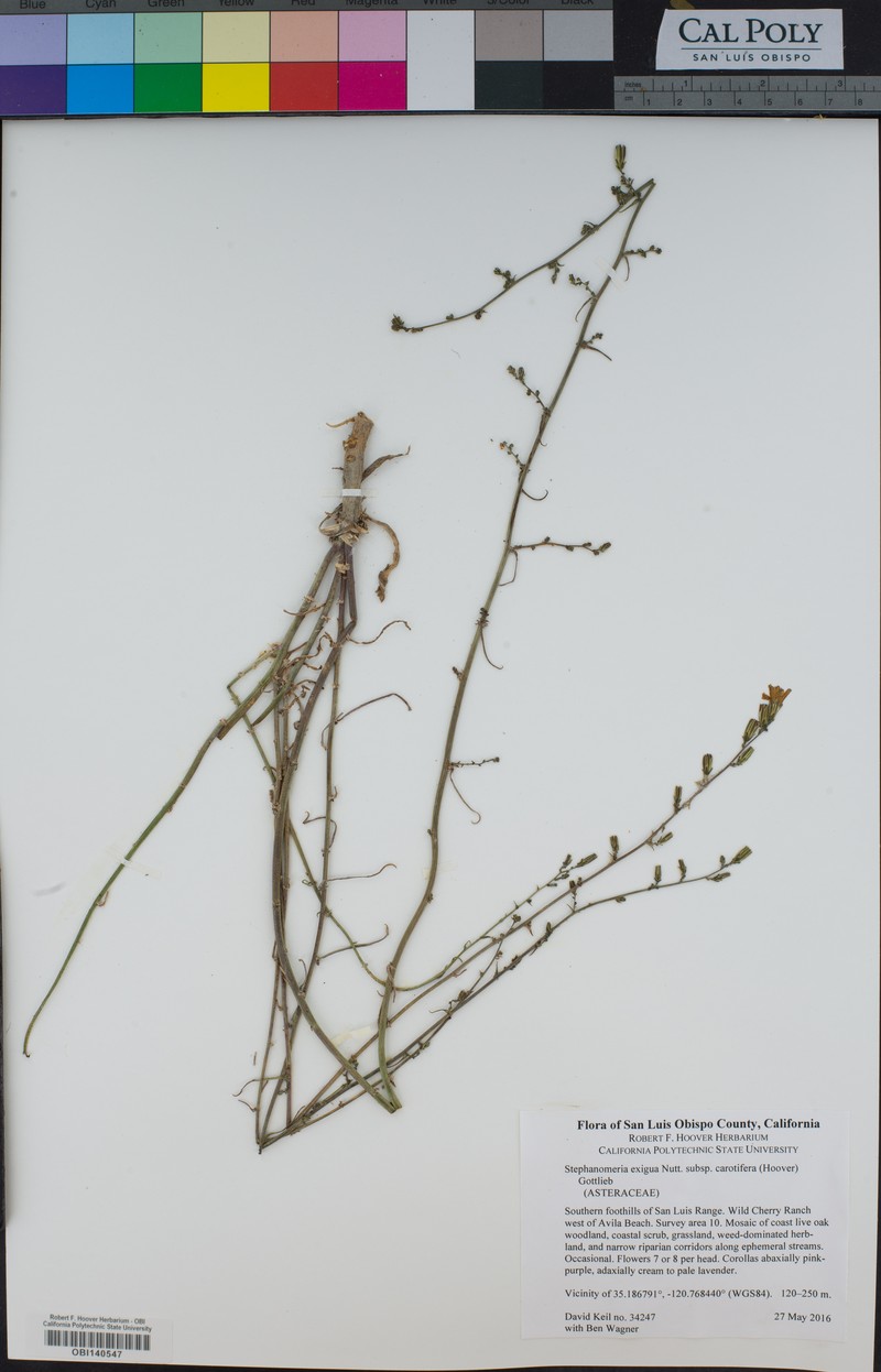 Stephanomeria exigua subsp. carotifera