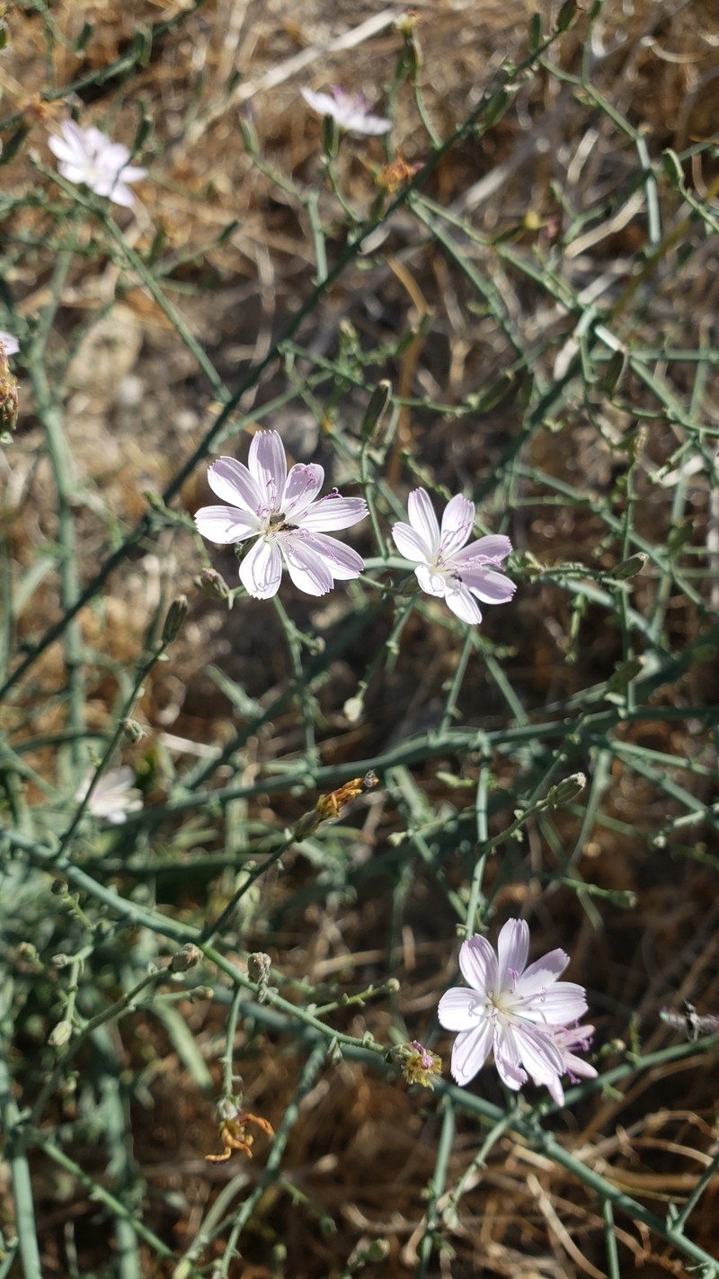 Stephanomeria exigua subsp. coronaria