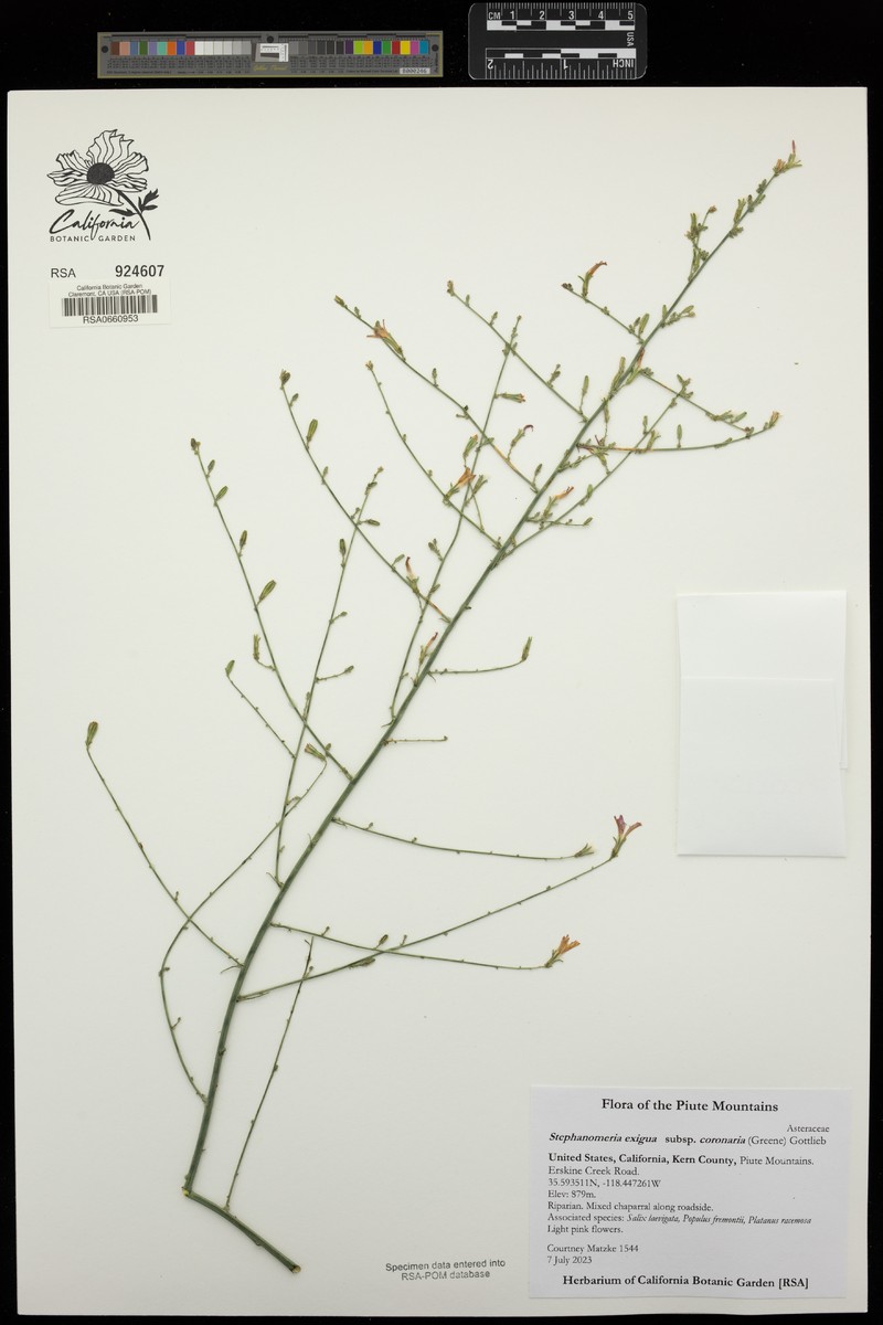 Stephanomeria exigua subsp. coronaria photo 2