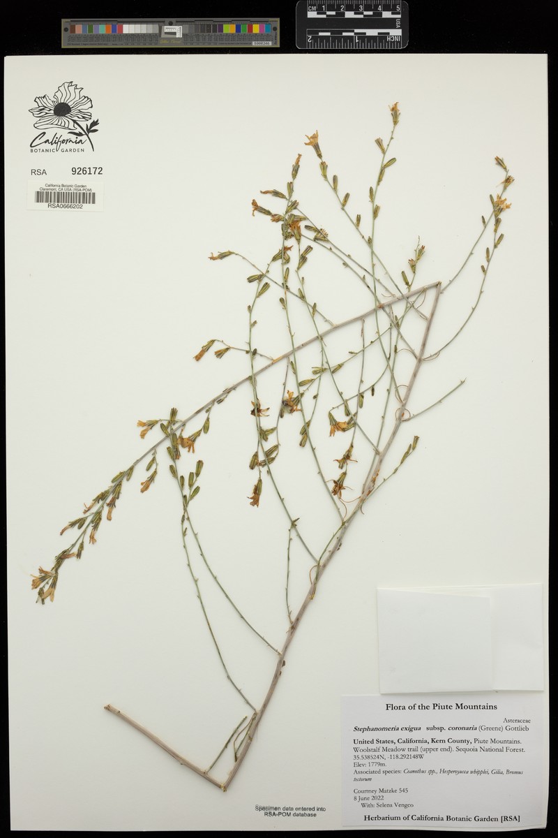 Stephanomeria exigua subsp. coronaria photo 3
