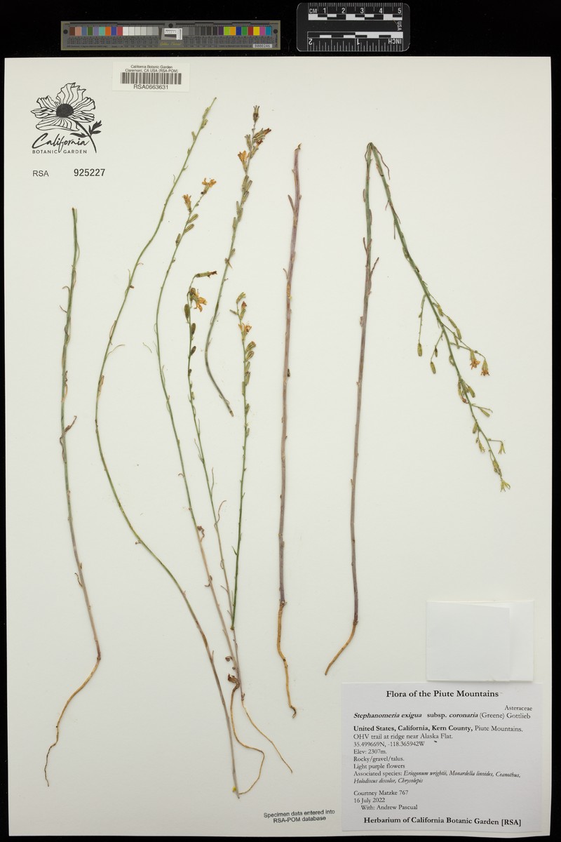 Stephanomeria exigua subsp. coronaria photo 4