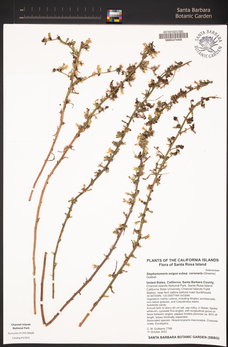 Stephanomeria exigua subsp. coronaria photo 5