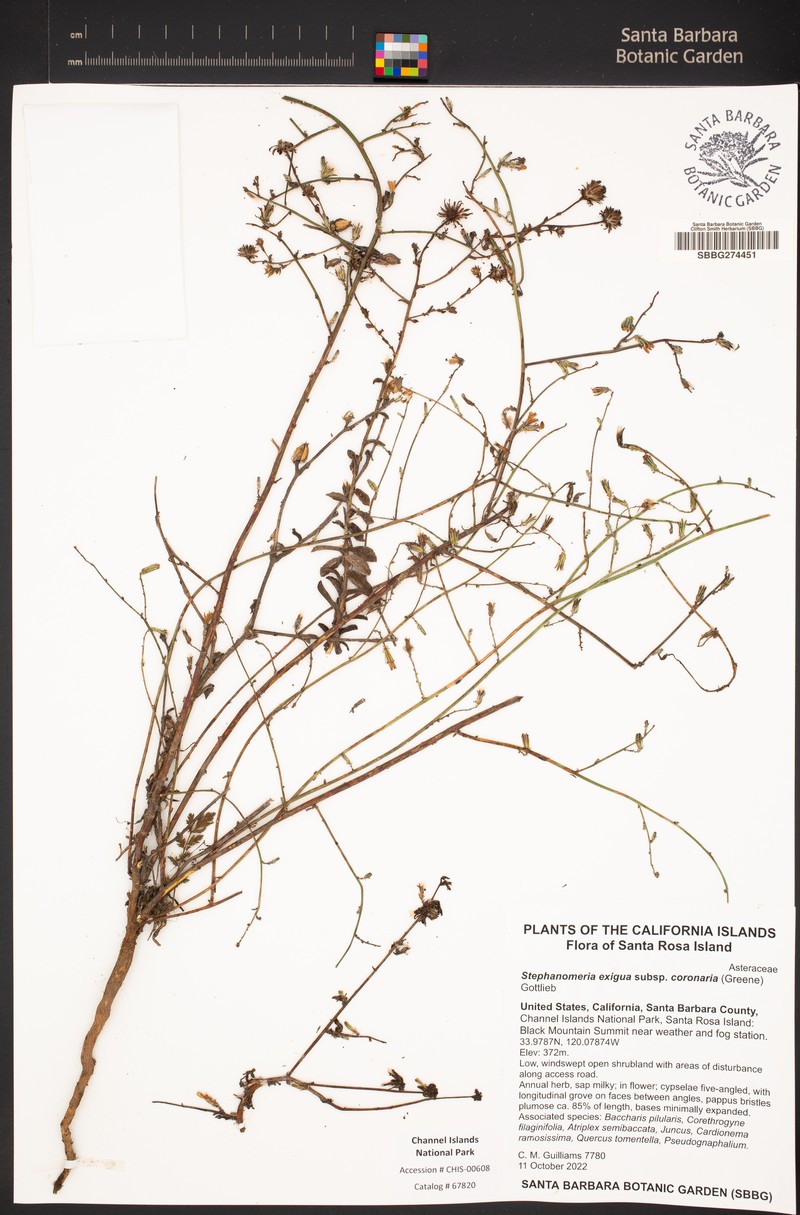 Stephanomeria exigua subsp. coronaria photo 6