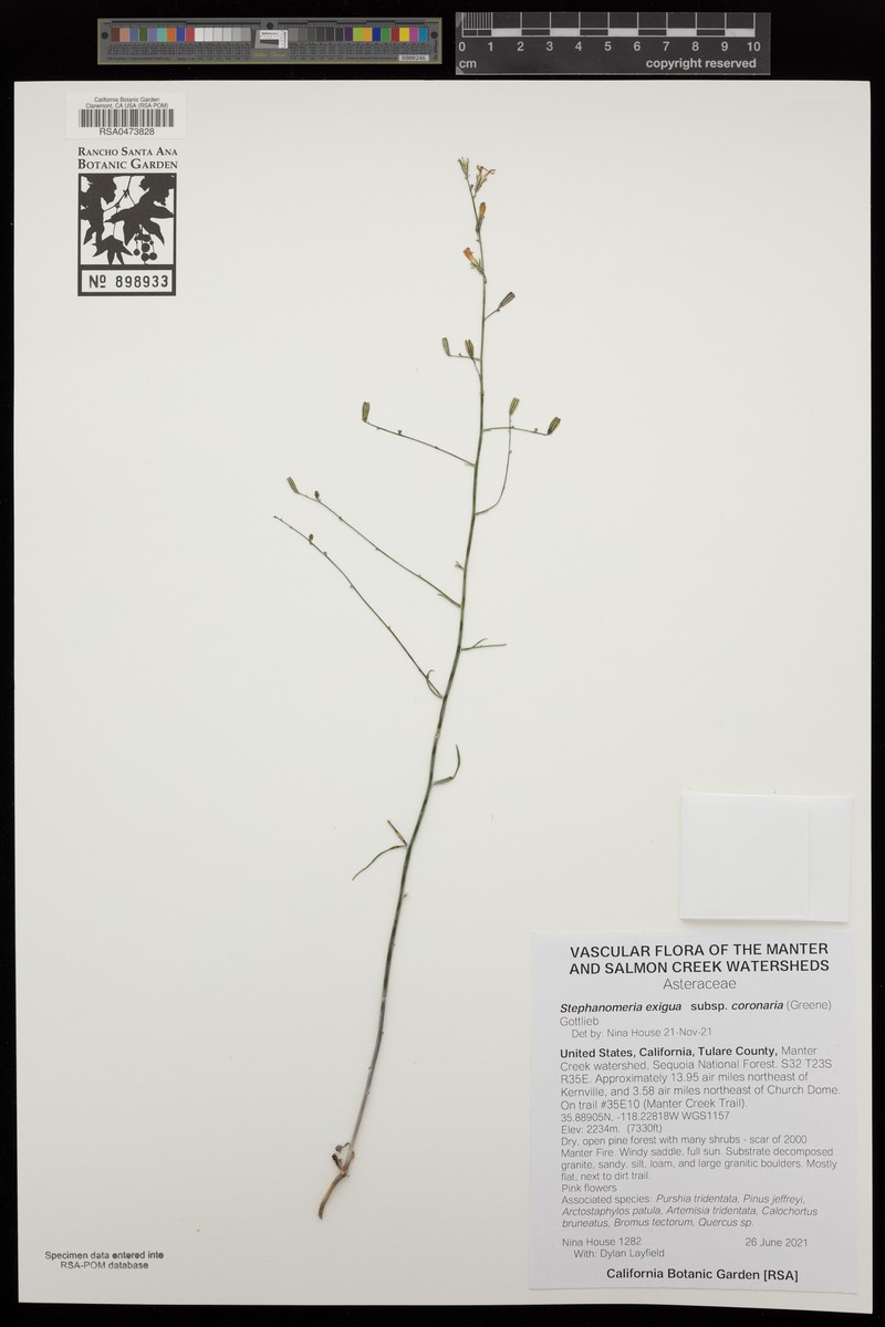 Stephanomeria exigua subsp. coronaria photo 7