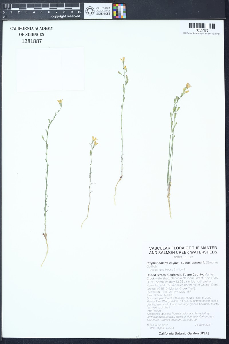 Stephanomeria exigua subsp. coronaria photo 8