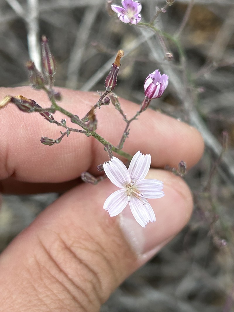 Stephanomeria exigua subsp. deanei