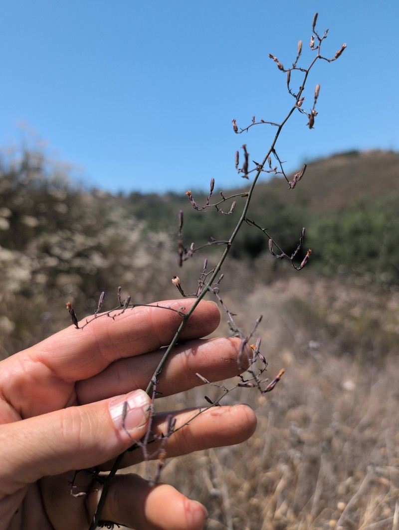 Stephanomeria exigua subsp. deanei photo 2