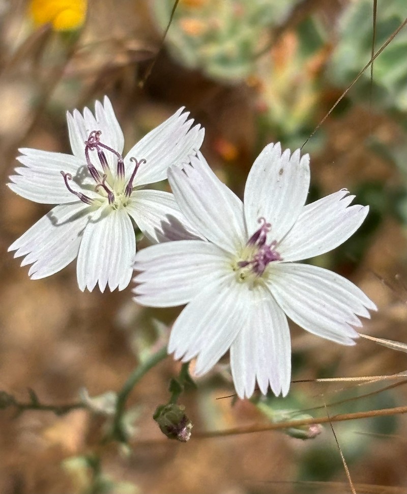 Stephanomeria exigua subsp. deanei photo 3