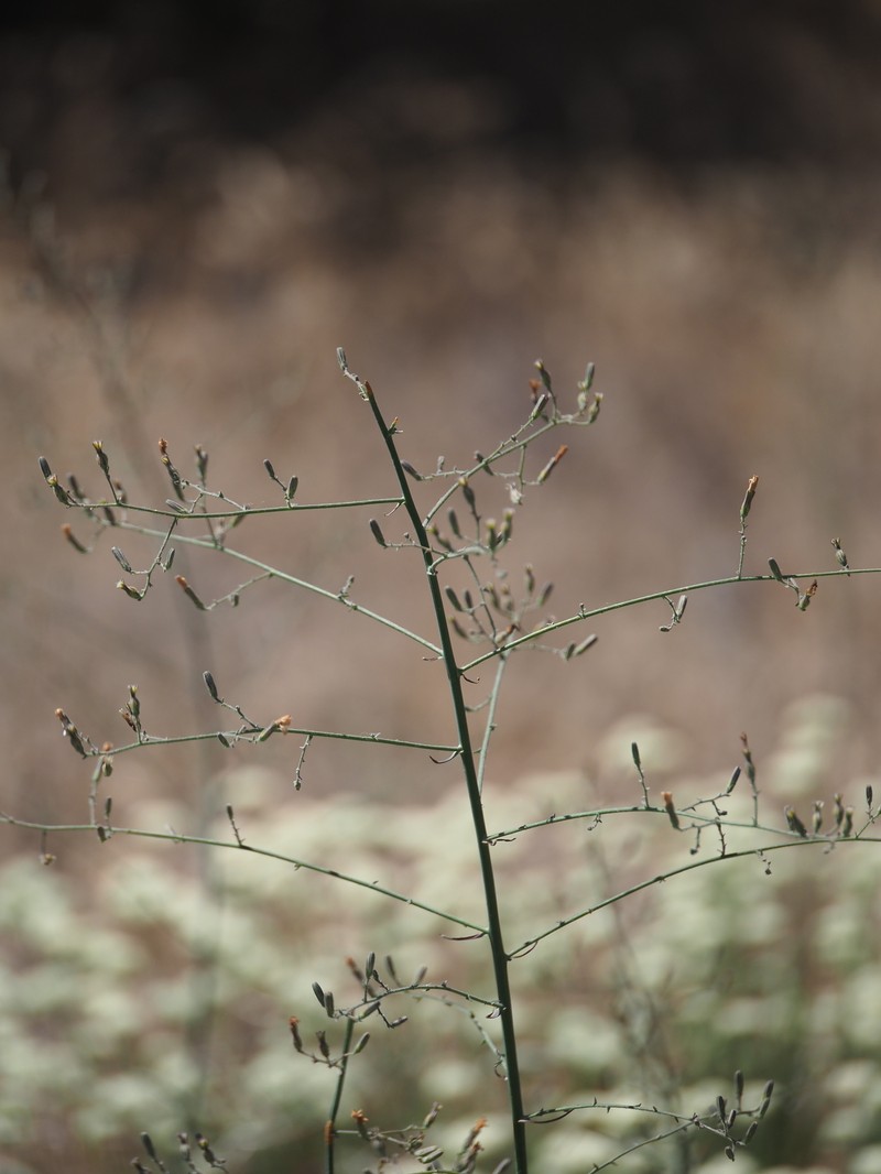 Stephanomeria exigua subsp. deanei photo 4
