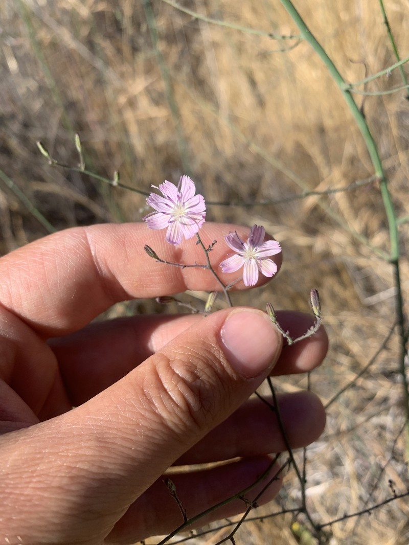 Stephanomeria exigua subsp. deanei photo 5