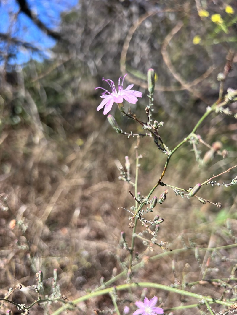 Stephanomeria exigua subsp. deanei photo 6