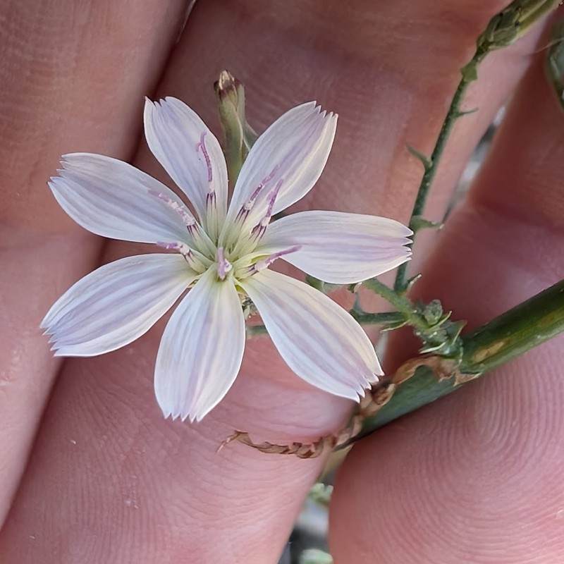 Stephanomeria exigua subsp. deanei photo 8