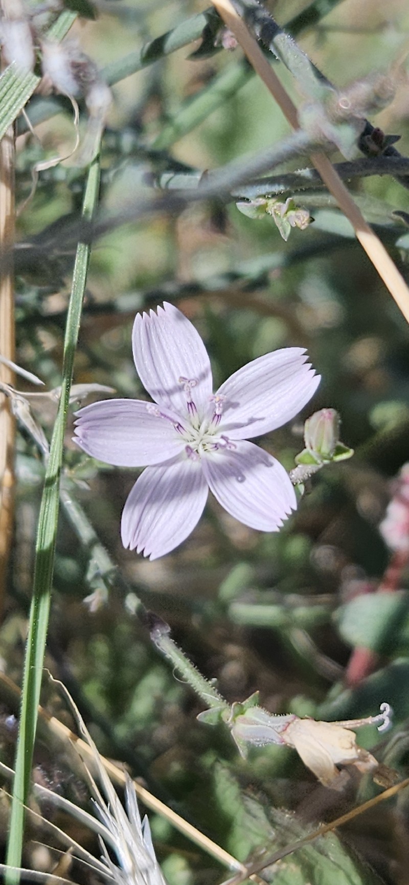 Schott's Wirelettuce photo 4