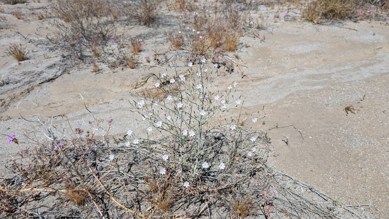 Schott's Wirelettuce photo 5