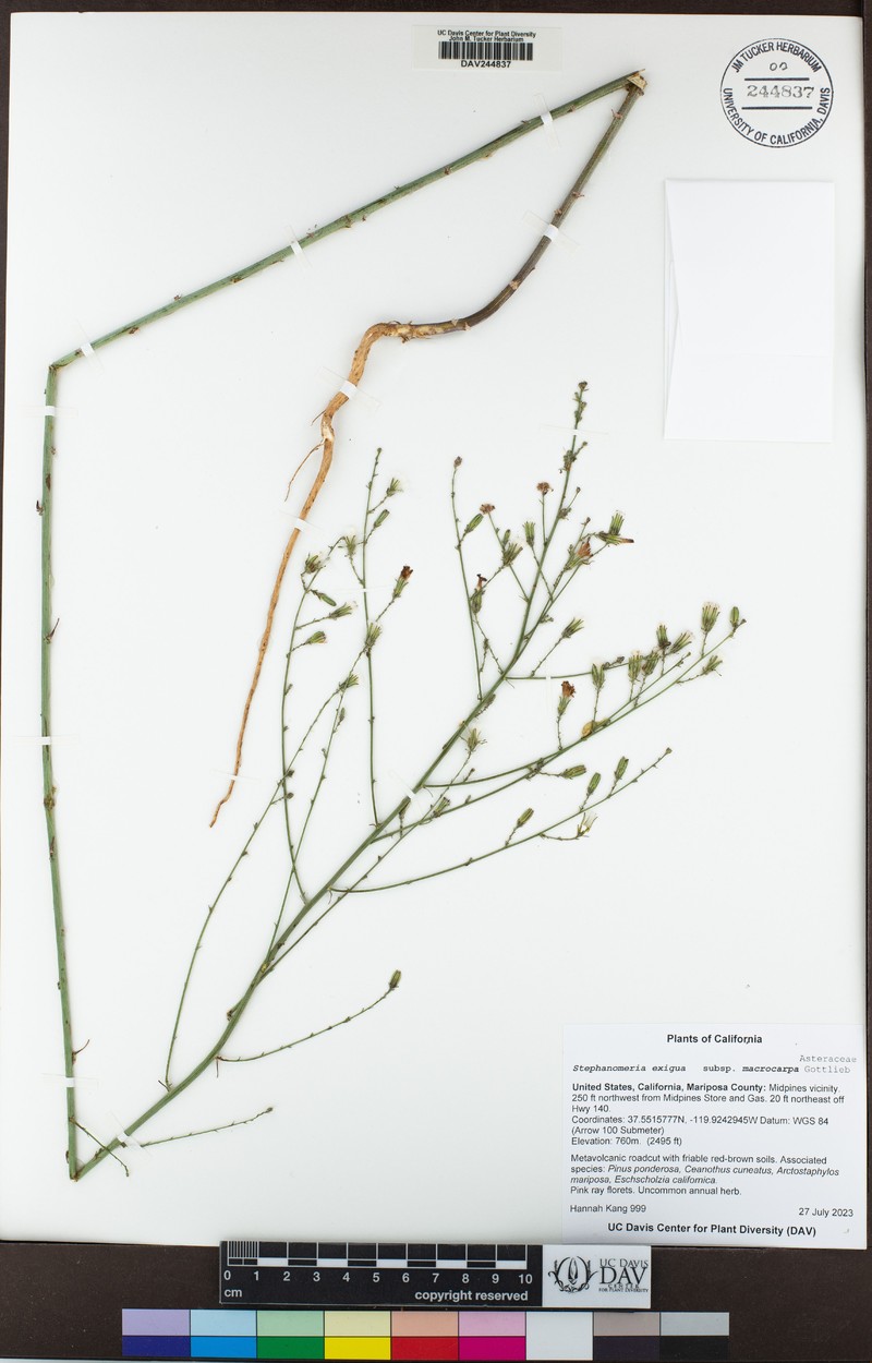 Stephanomeria exigua subsp. macrocarpa