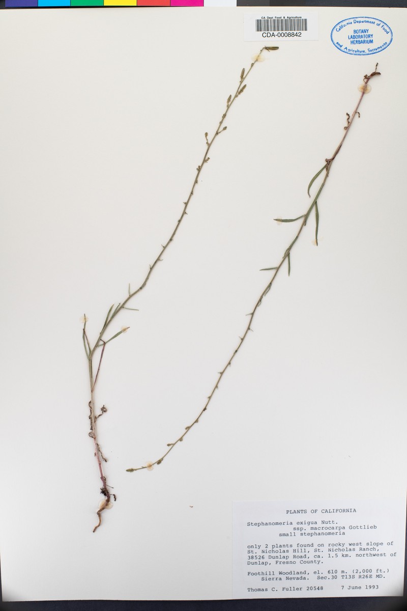 Stephanomeria exigua subsp. macrocarpa photo 2