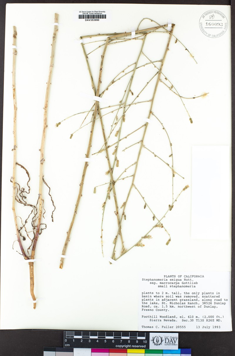 Stephanomeria exigua subsp. macrocarpa photo 3