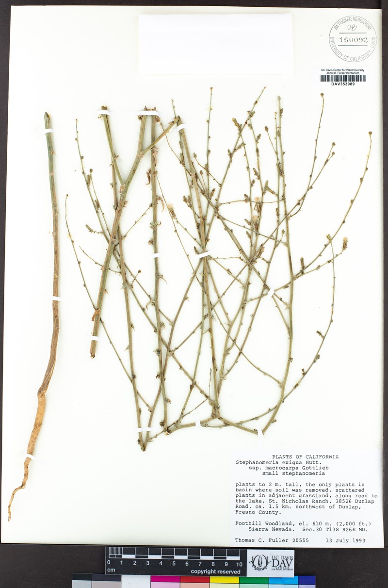 Stephanomeria exigua subsp. macrocarpa photo 4