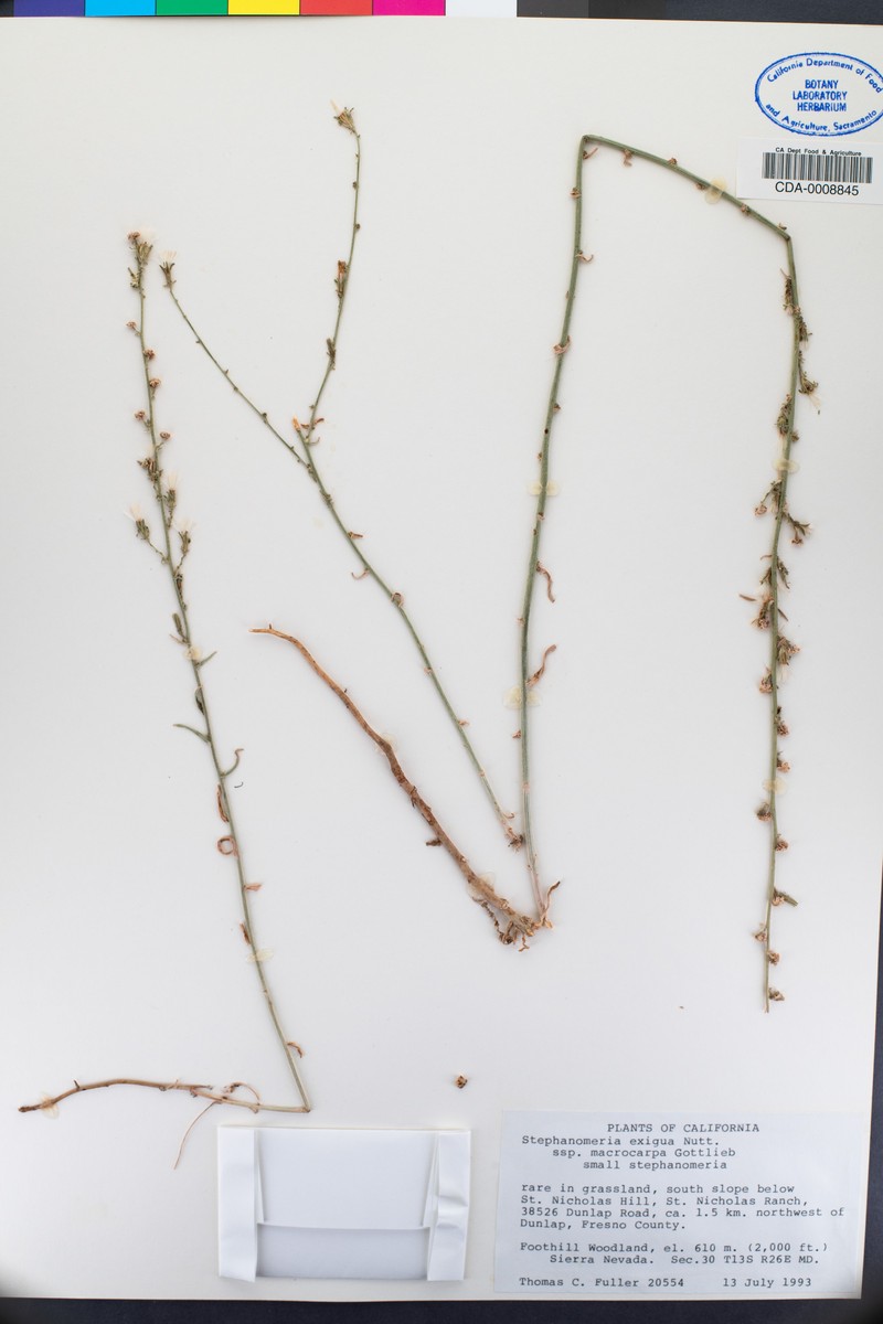 Stephanomeria exigua subsp. macrocarpa photo 5
